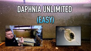 How I Raise Daphnia Water Fleas And You Can Too [upl. by April]