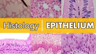 Histology  Epithelium [upl. by Atinid946]