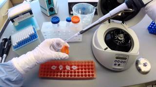 DNA Extraction Protocol  Part 2 [upl. by Tepper67]