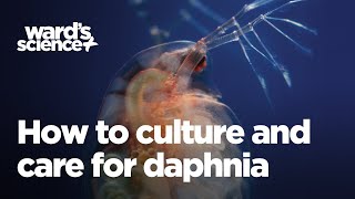 Caring and Culturing for Daphnia [upl. by Crompton]