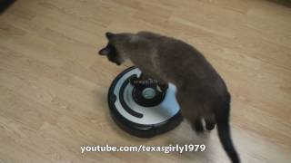 Cat shows HOW TO use iRobot Roomba Vacuum [upl. by Ciapha393]