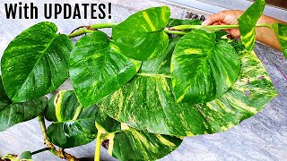 Grow THIS Pothos amp Get Bigger Leaves INSTANTLY [upl. by Jacinta]