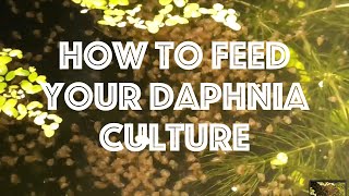 How To Feed Your Daphnia Culture [upl. by Haley]