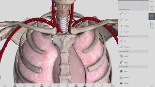 The Oesophagus Esophagus  Clinical Anatomy [upl. by Urquhart]