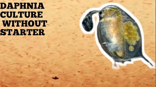 HOW TO CULTURE DAPHNIA NATURALLY WITHOUT A STARTER [upl. by Nelia]