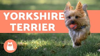 Yorkshire Terrier  Care and Training Information [upl. by Yelyr]