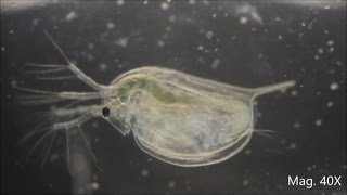 Daphnia magna under the Microscope [upl. by Aseefan]