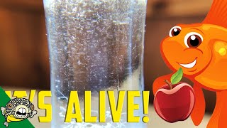 How to culture Vinegar Eels The EASY Way Live Fish Food [upl. by Aaren]