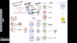 Cytokines and cytokine receptors [upl. by Ailuj]