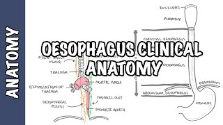 Esophageal Stricture Difficulty Swallowing [upl. by Madelle269]