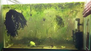 Scuds Daphnia Cherry Shrimp Copepods My aquatic food culture [upl. by Ignacius599]