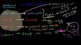 Immunology  Interferons [upl. by Ho]