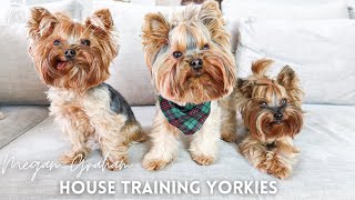 House Training Yorkies  Yorkie Training Secrets [upl. by Roseanna279]