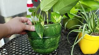 How to Propagate Pothos Cuttings and Vines in Soil [upl. by Nee]