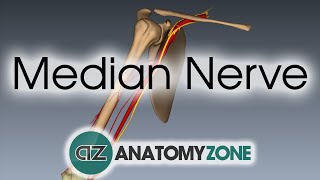 Median Nerve  3D Anatomy Tutorial [upl. by Fruma]