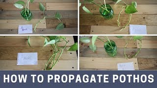 How to propagate pothos [upl. by Ppik430]