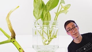 How To Propagate Pothos Cuttings  2 BEST Methods [upl. by Fey296]