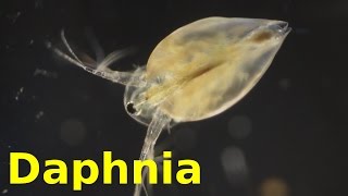 Daphnia [upl. by Broida]