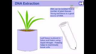 DNA extraction from plants [upl. by Steven45]