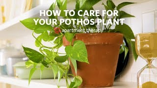 How To Care for Your Pothos  Apartment Therapy [upl. by Ayrb543]