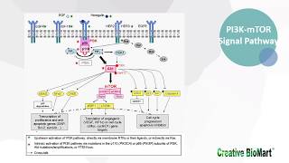 Type I Interferon Signal Pathway [upl. by Tuhn]