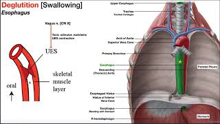 The Esophagus EXPLAINED [upl. by Elyrad]