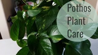 Pothos Plant care and How to Style [upl. by Starlene]