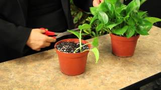 Propagating Pothos Plants  Gardening amp Plant Care [upl. by Einama]