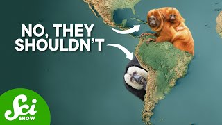 There Shouldnt Be Monkeys In South America [upl. by Gilmer569]