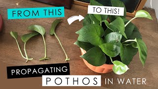 PROPAGATING A POTHOS IN WATER  detailed root growth amp progress [upl. by Elicul]