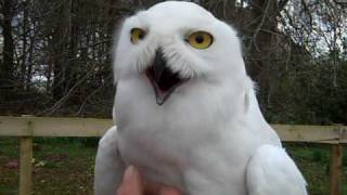 Harry Potter owls Hedwig and Errol in Aberdeenshire [upl. by Llebpmac]