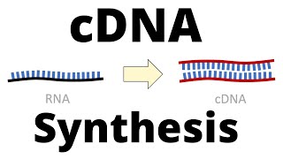 cDNA Synthesis Protocol by Reverse Transcription [upl. by Hwu]