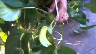 Trimming a pothos plant [upl. by Wager]