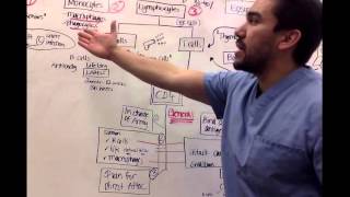 Immunology for nursing students Part 2 [upl. by Hax49]