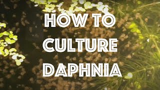 How To Culture Daphnia Magna [upl. by Arita]