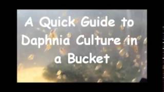 How to culture daphnia outside [upl. by Aedni462]