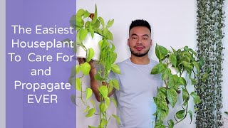 How to Care and Propagate Your Pothos From Cuttings  The Perfect Houseplant for Beginners [upl. by Gem]