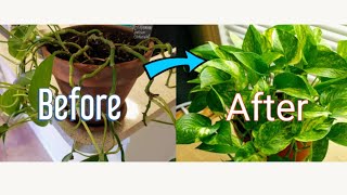 How to Propagate Pothos Vine [upl. by Black771]