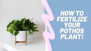 How to Properly Fertilize Your Pothos Plant Epipremnum aureum [upl. by Ringo993]