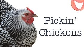 Choosing Chicken Breeds [upl. by Stalder]