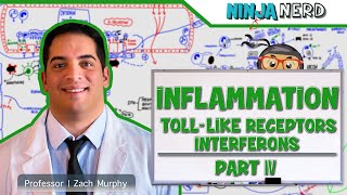 Immunology  Inflammation Toll Like Receptors and Interferons Part 4 [upl. by Enwahs]