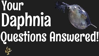 Daphnia Questions Answered [upl. by Anazus]