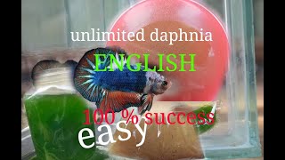 daphnia moina culture Easy way Unlimited production English  with sub Green water Chlorella [upl. by Michaella]