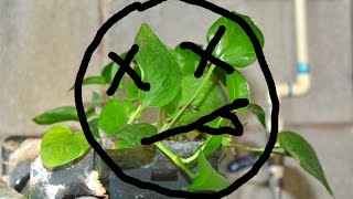 Pothos DESTROYED my aquarium [upl. by Ellenyl]