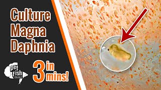 How to culture DAPHNIA MAGNA  The easy way [upl. by Sudoeht]