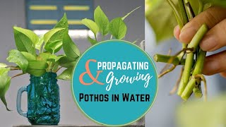 Propagating amp Growing Pothos in Water [upl. by Nallek]