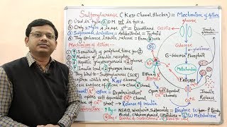 Diabetes Mellitus Part10 Mechanism of Action of Sulfonylurease  Antidiabetic Drugs  Diabetes [upl. by Veradi]