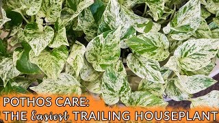 Pothos Care The Easiest Trailing Houseplant  Joy Us Garden [upl. by Nibas]