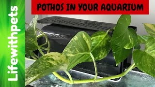 How to Use a Pothos Plant in your Aquarium [upl. by Ayekan956]