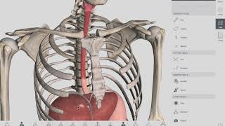 Esophageal Sphincters  Anatomy [upl. by Samuele]